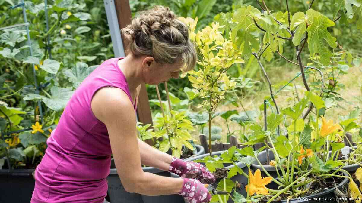 Sonnenschäden im Garten: So schützen Sie Ihre Pflanzen