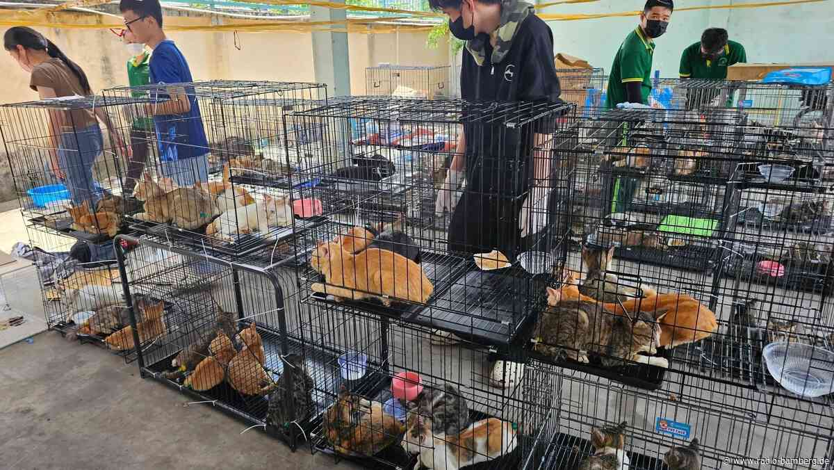 Katzen auf dem Teller: Vietnams Esskultur im Wandel