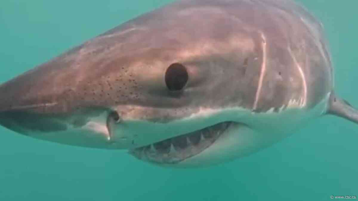 Great white shark gets up close and personal | The Moment