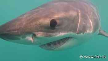 Great white shark gets up close and personal | The Moment
