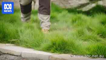 Lush native lawn ideas for waterwise, lower-maintenance gardens