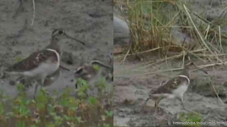 Rare bird spotted with chicks in Corbett Tiger Reserve; Conservationists hail it as a positive sign