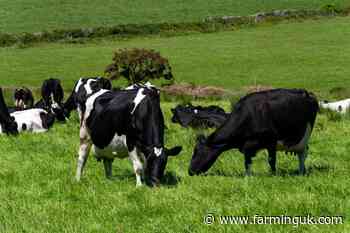 Record milk output may mask future cow shortage, AHDB warns