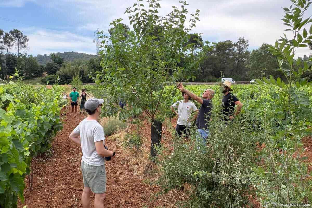« L’arbre, c’est le grand bioclimatiseur des milieux ! » : une formation de technicien en agroforesterie s’invite dans les vignes du Var