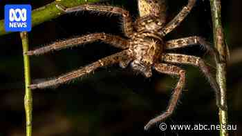 Australia's huntsman fastest spider on record, new study suggests