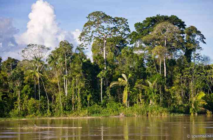 Klimaatverandering bedreigt leefgebied van een derde van de gebruikte Amazone-planten