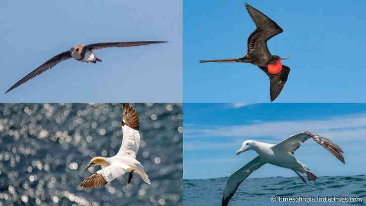 7 Birds that can sleep while flying: Nature's most remarkable aerial survivors