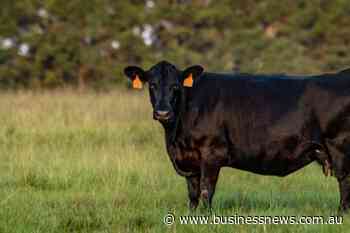 American tests validate Rumin8 carbon credits, feed efficiency