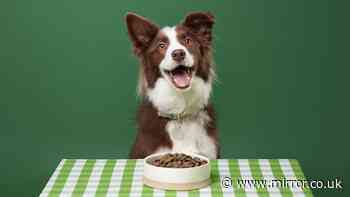 Vets warn BBQs mean pets scoffing equivalent of 10 million extra meals a day