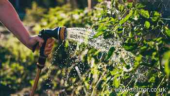Anglian Water hosepipe ban for millions of Brits as UK battles third heatwave