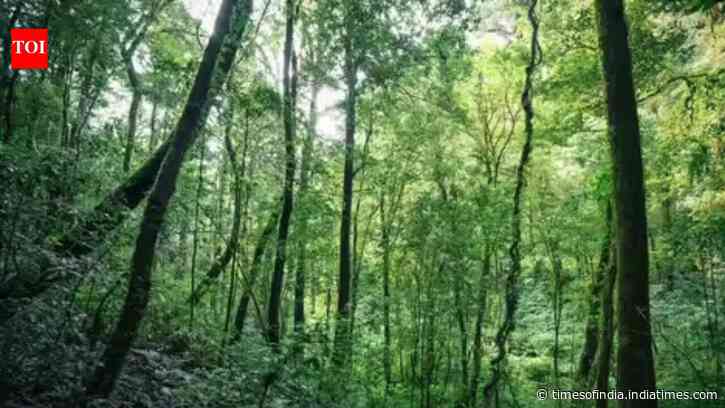 India’s forgotten forests you’ve probably never heard of