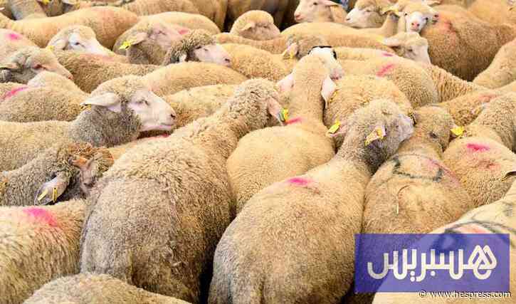 مغاربة يسارعون إلى "غنم أوروبا"