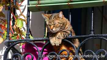 Hunde, Katzen, Kaninchen: Was auf dem Balkon gehalten werden darf – und was nicht