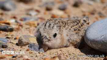 How a 40-year project helped save little terns