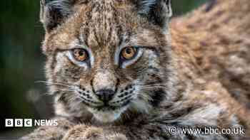 Lynx reintroduction plans opposed by councillors