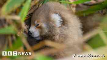 Watch: Twin cubs trigger double panda-monium