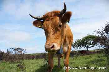 Cow-sharing scheme uses cattle to tackle Welsh wildfire risk