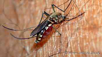 Deadly mosquito-borne diseases found in European holiday hotspots