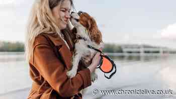 Major UK vet fees rules change with '£21 cap' but 'serious risk'