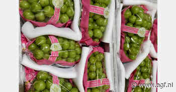 Kwaliteitsverschil wordt bepalend voor Chinese Shine Muscat-export