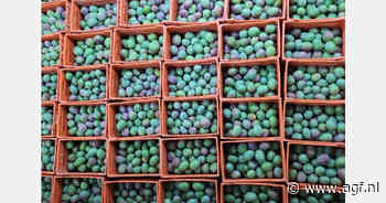 Senegal houdt fruitvlieg onder controle, maar mangoseizoen komt moeizaam op gang