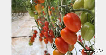 Tomaten, citrus, druiven, avocado en bloemen: Delassus certificeert alles in één keer
