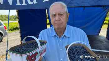 Regreening in Sudbury, Ont., has come at the expense of wild blueberries