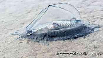 Creatures that aren't jellyfish and look like 'something from space' wash up on Welsh beach