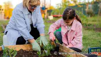 Gardeners urged to put eggshells in their garden this month