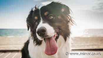 RSPCA 'check gums' advice for dog owners during 30C weather