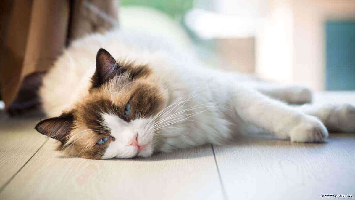 Katze hat Durchfall im Sommer? Sechs typische Ursachen – und wann Sie zum Tierarzt müssen