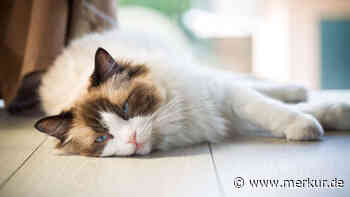 Katze hat Durchfall im Sommer? Sechs typische Ursachen – und wann Sie zum Tierarzt müssen