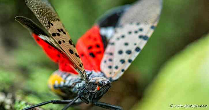 Spot them and stomp them: Georgians asked to help stop spread of invasive spotted lanternfly