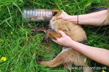 Fox cub rescued after almost two days with head trapped in bottle