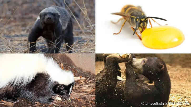 7 Animals that eat bees without letting stings stop them