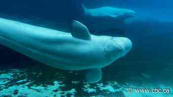 Ban breeding and entertainment as condition to ship Marineland whales to U.S., animal rights group urges