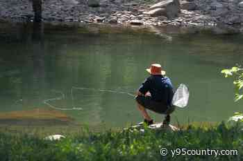 Heat Is Making Catch And Release Deadly For Wyoming Trout Right Now