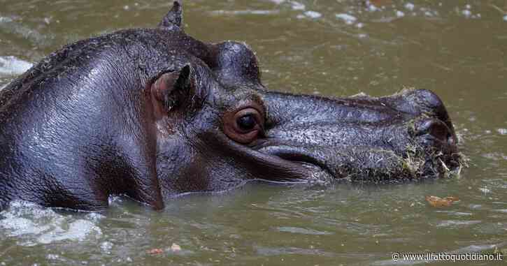 Nati dal sogno folle di Escobar, ora al centro di un nuovo progetto choc: la Colombia immagina un “Jurassic Park” per gli ippopotami