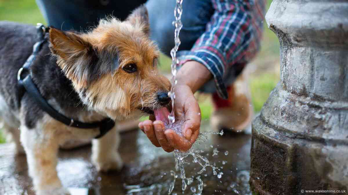 Dog owners should 'keep checking tongue and gums' whenever it gets hot