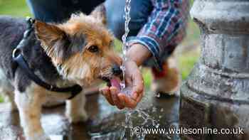 Dog owners should 'keep checking tongue and gums' whenever it gets hot