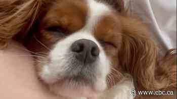 ‘Completely devastated’ Moncton, N.B., dog owner says 2 of her dogs died following visit to Moose Jaw dog park