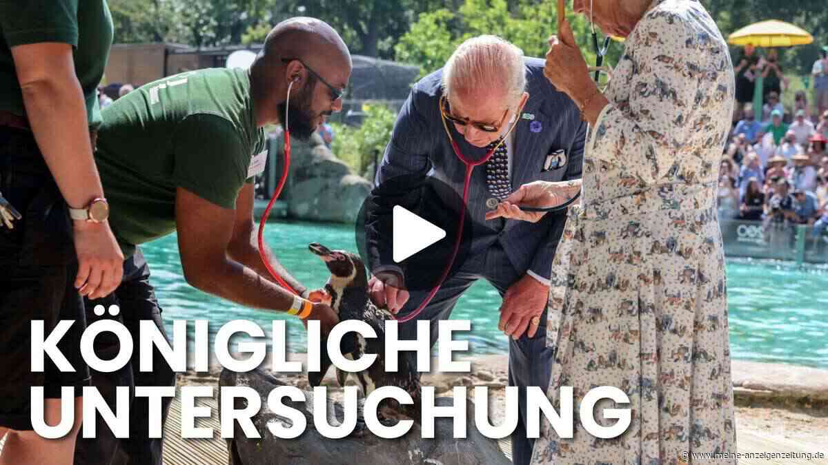 König Charles im Londoner Zoo: Doch ein Pinguin steht im Mittelpunkt