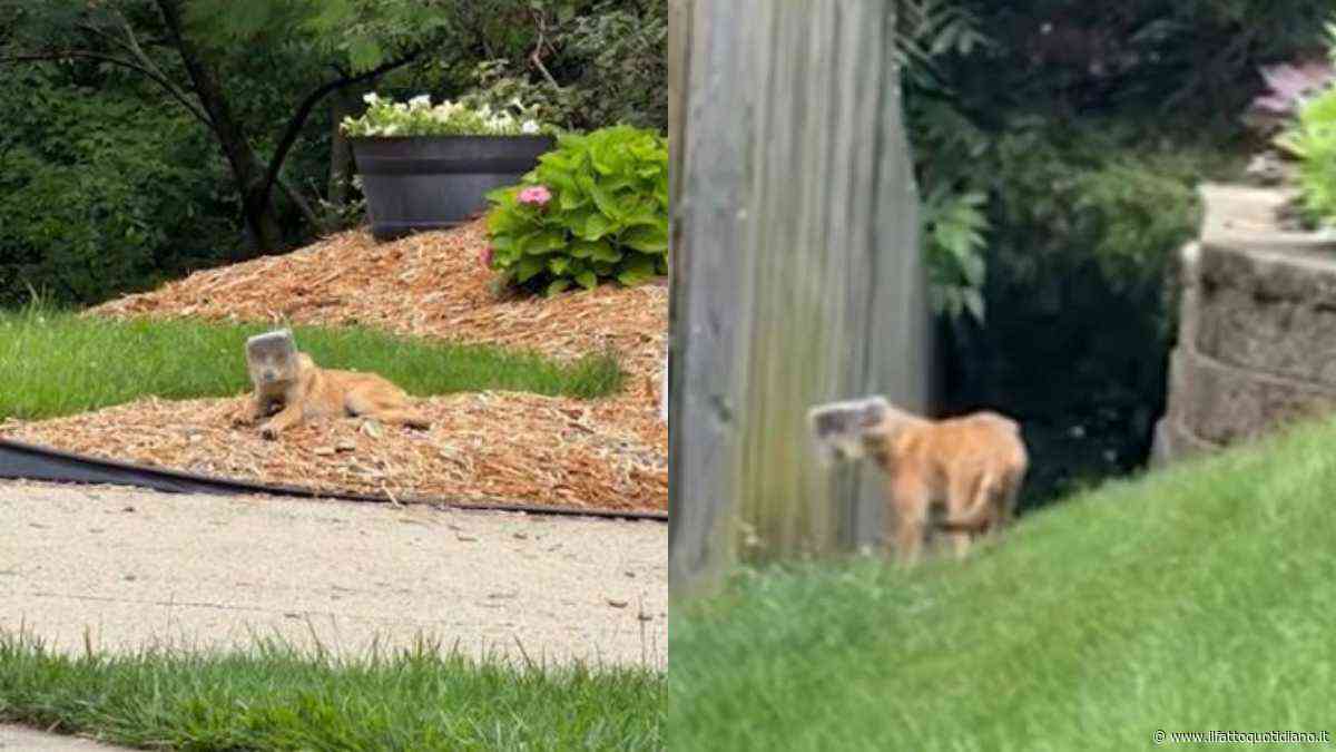 Per giorni vaga con un barattolo di plastica incastrato sulla testa senza vedere né mangiare: tutti pensano sia un cane, ma la scoperta sorprende i soccorritori