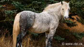 'Gut punch': Community mourns beloved wild horse, seeks answers in fatal shooting