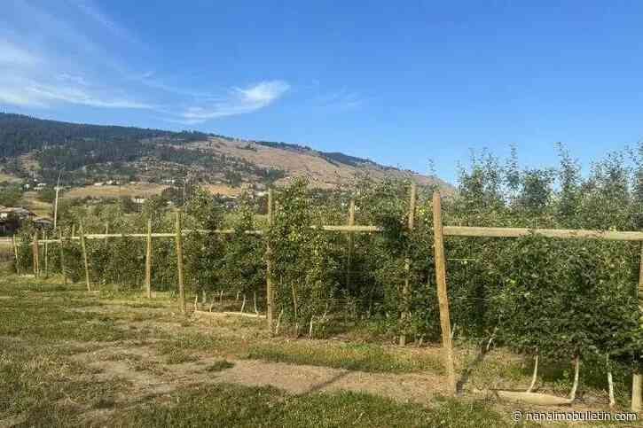 North Okanagan orchardists propose drilling into aquifer to alleviate drought