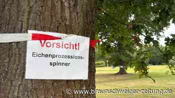 Juckreiz-Alarm am Tankumsee – Gifthaar-Raupe befällt Bäume am Badestrand