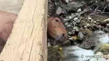 Passing truck driver discovers horse with head trapped in bridge near Lytton, B.C.