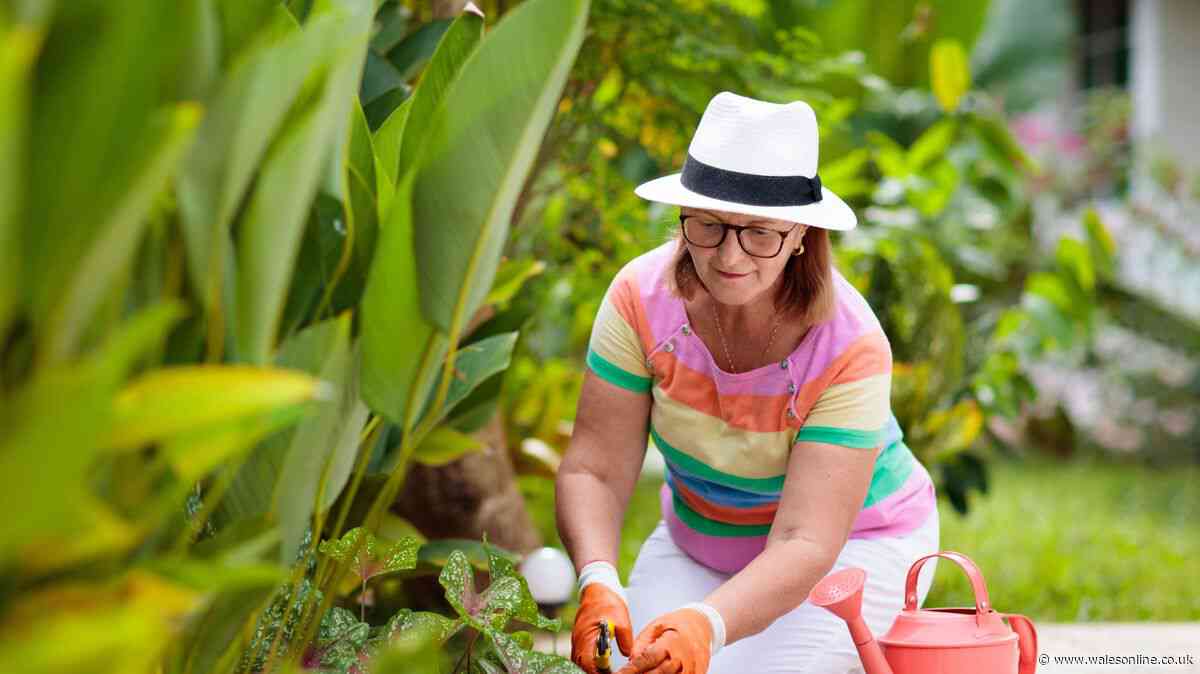 Gardeners can protect plants from heat with easy morning task