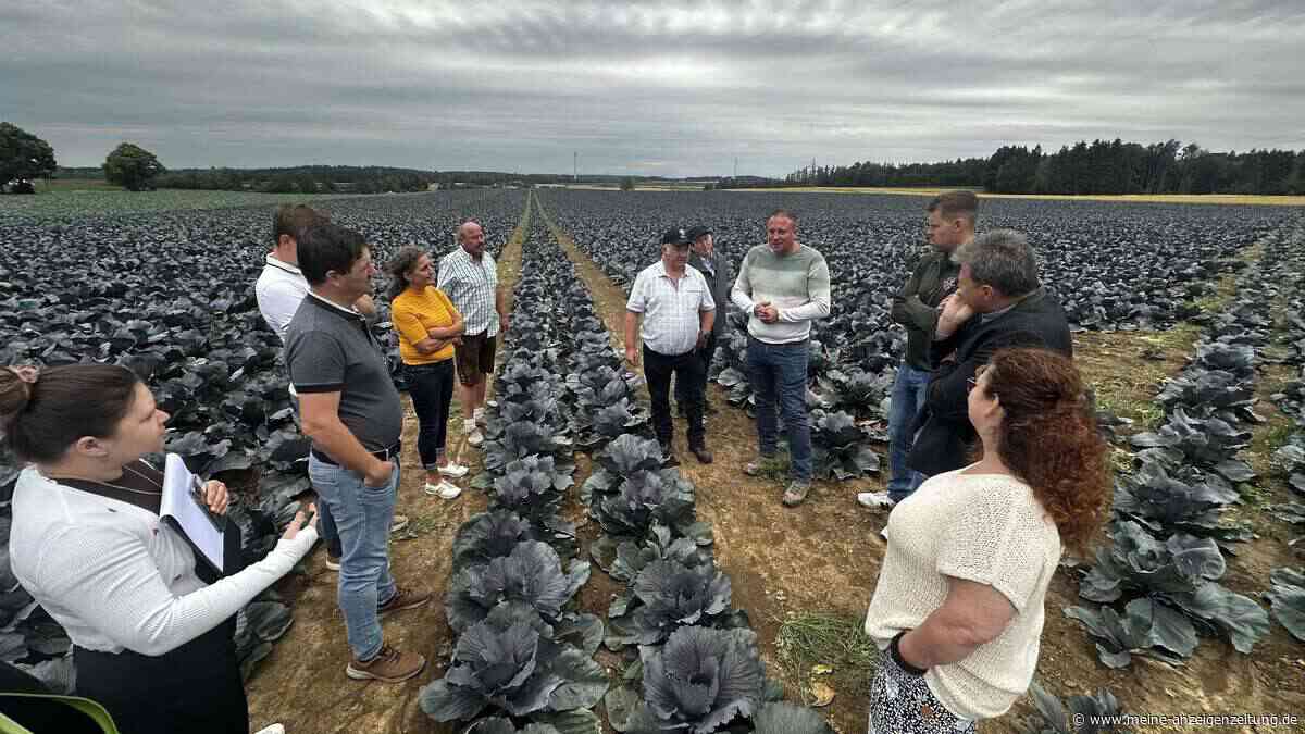 Ernte-Bilanz im Landkreis: Ein Landwirt jubelt, andere klagen
