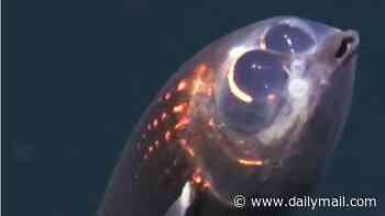 Monster of the deep: Scientists capture the first EVER footage of a Barreleye Fish deep in the Atlantic